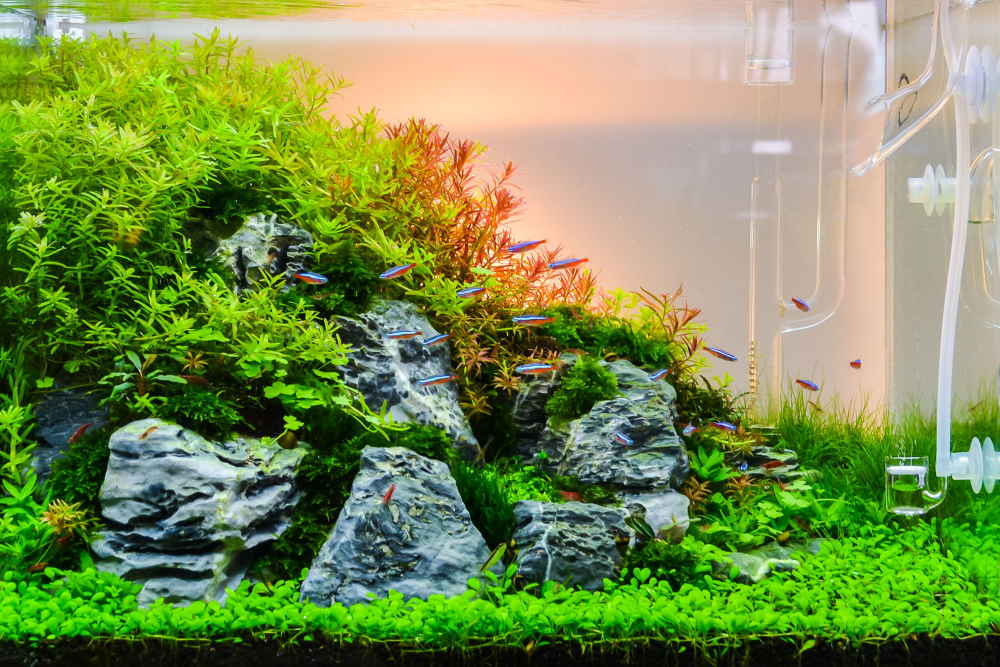 How to Set Up an Aquarium CO2 System the Easy Way - Aquarium Co-Op