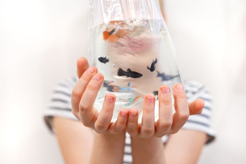 How to Ship Aquarium Fish in the Mail - Aquarium Co-Op
