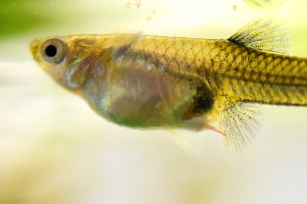 How to Treat Camallanus Red Worms in Aquarium Fish - Aquarium Co-Op