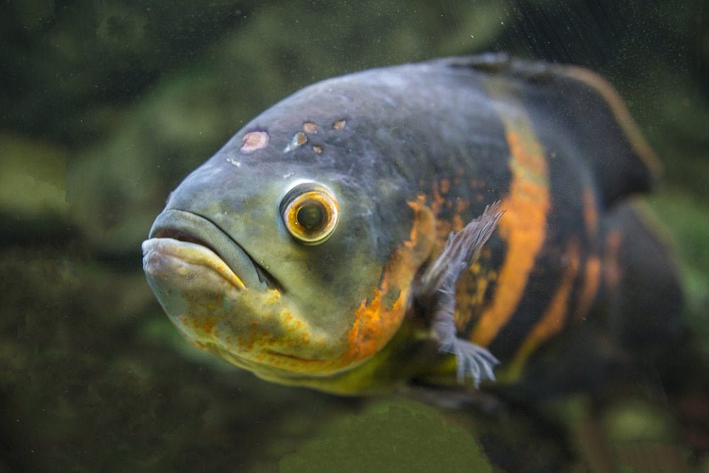 How to Treat Hole-in-the-Head Disease in Aquarium Fish - Aquarium Co-Op