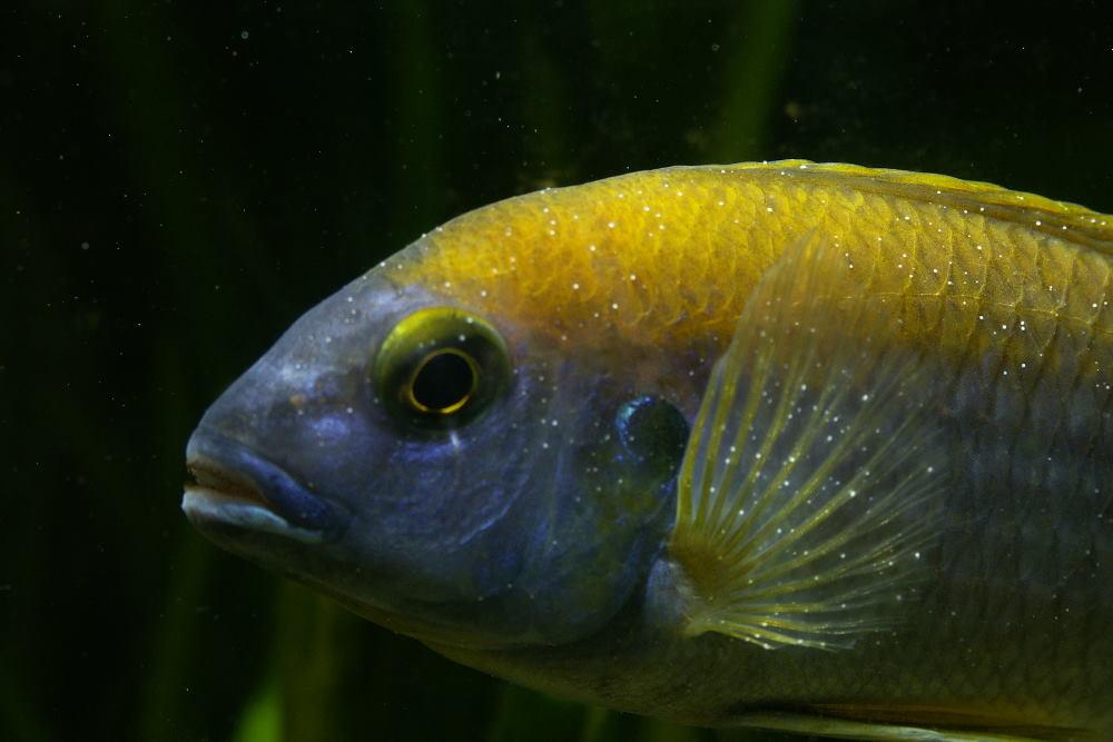 How to Treat Ich or White Spot Disease on Freshwater Fish - Aquarium Co-Op