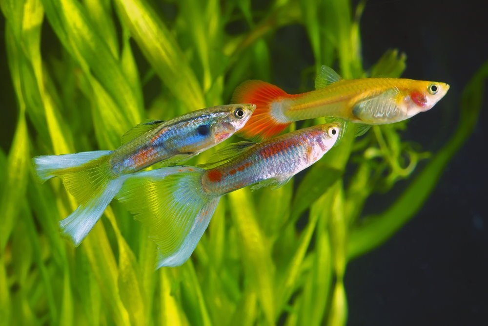 How to Treat Livebearer Disease - Aquarium Co-Op