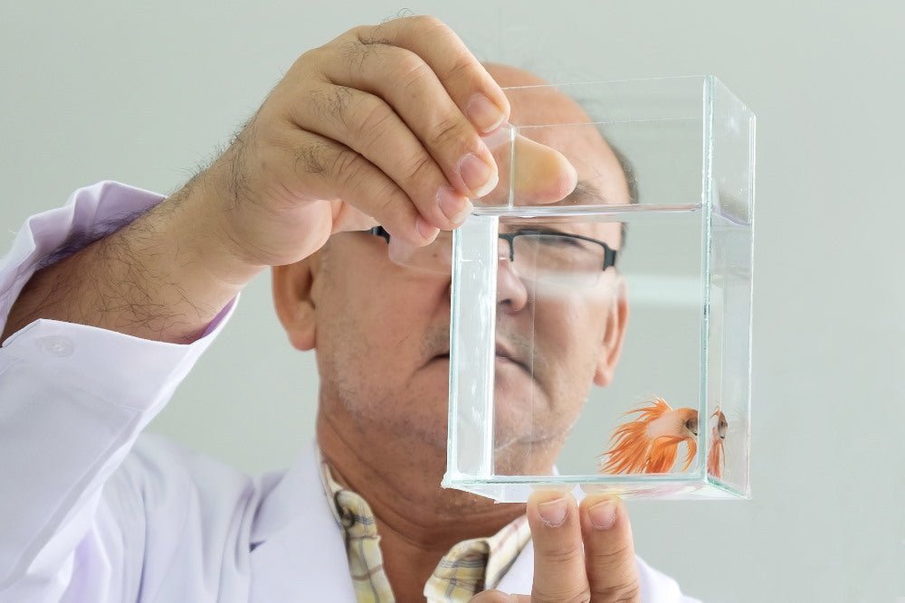 How to Treat Sick Aquarium Fish (Even If You’re Not Sure What’s Wrong) - Aquarium Co-Op