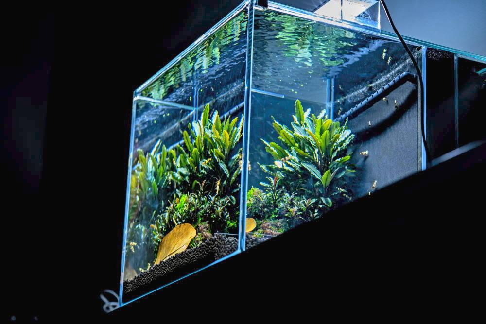 How to Upgrade an Aquarium Filter (and Save Money!) - Aquarium Co-Op