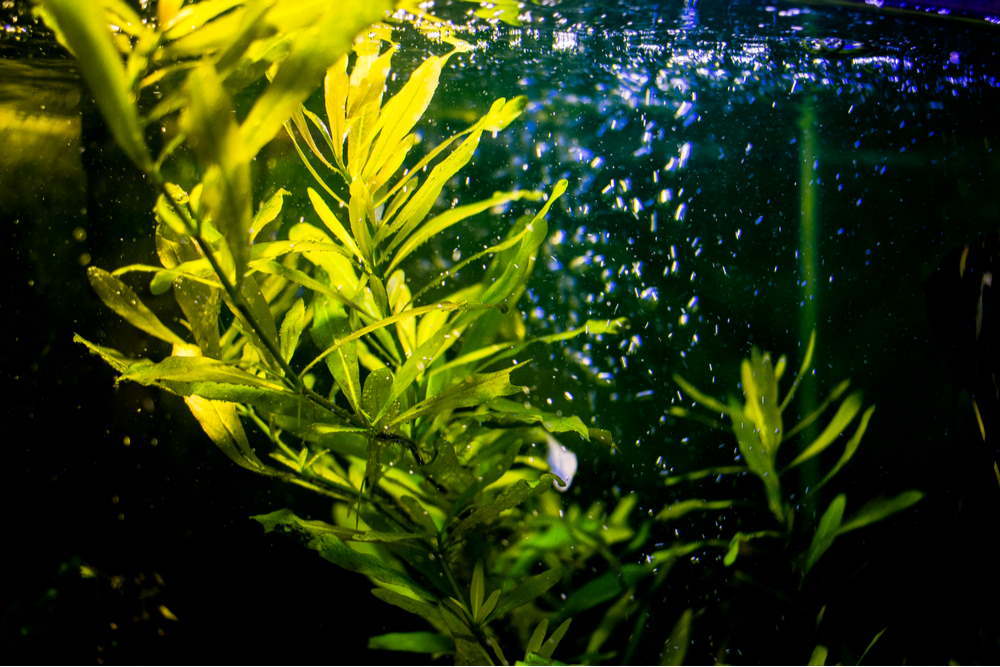 How to Use Airline Accessories in Your Aquarium - Aquarium Co-Op