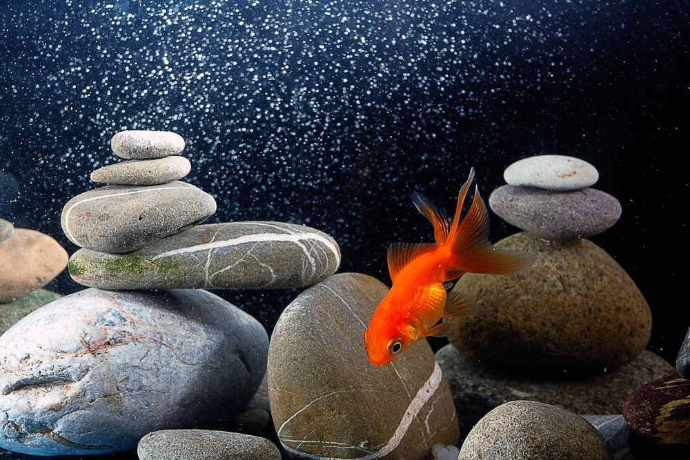 How to Use an Aquarium Air Pump (and Make It Quieter) - Aquarium Co-Op