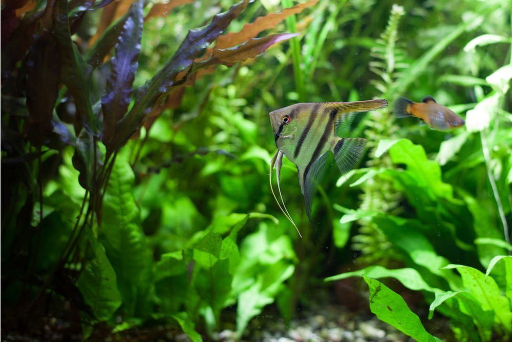 How to Use Root Tabs to Fertilize Aquarium Plants - Aquarium Co-Op