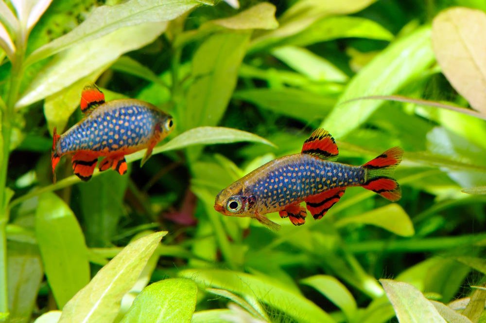 In the Aquarium Hobby, It’s a Small World After All - Aquarium Co-Op
