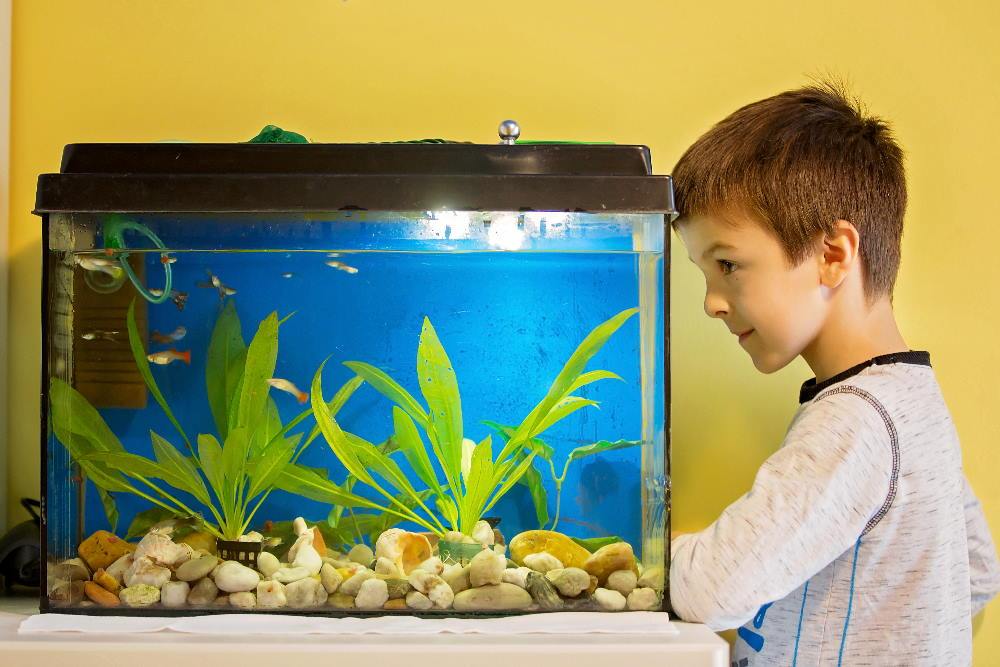 Is a Nano Aquarium right for me? - Aquarium Co-Op
