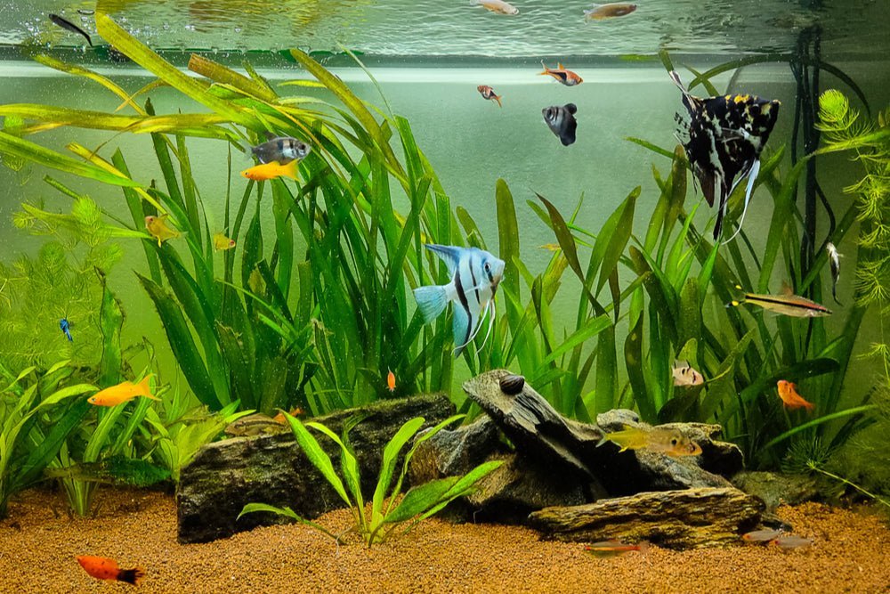 Is Nitrate Good or Bad for Your Aquarium? - Aquarium Co-Op