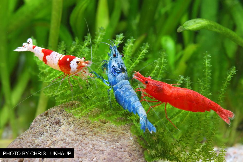Overview of Freshwater Dwarf Shrimp – Popular Species, Tank Requirements, Feeding, and More - Aquarium Co-Op