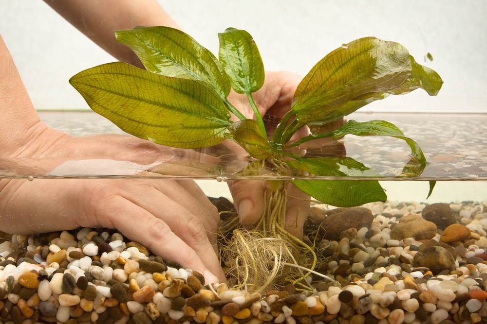 Quick Guide: How to Plant Live Aquarium Plants - Aquarium Co-Op