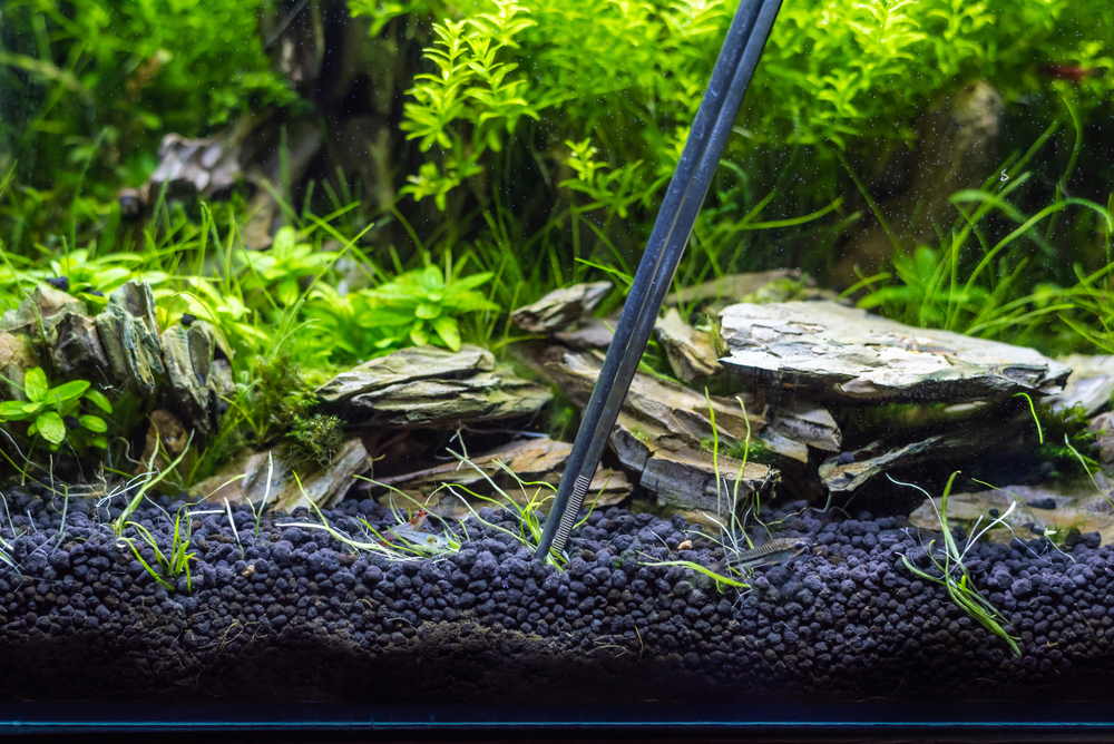Refresh Your Aquarium and Passion for the Hobby - Aquarium Co-Op