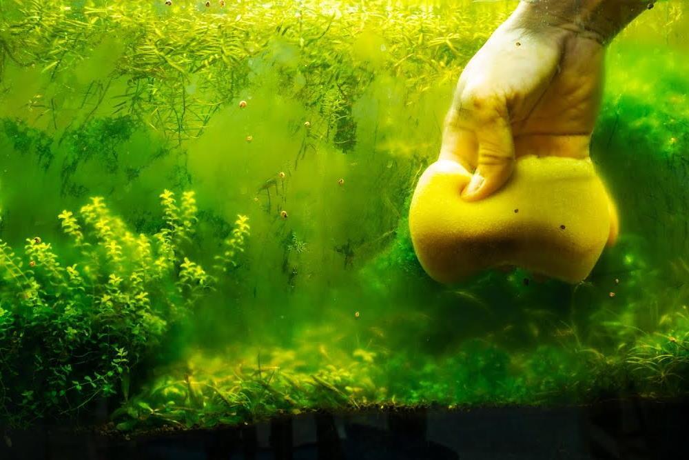Selecting The Right Algae Eater For Your Aquarium - Aquarium Co-Op