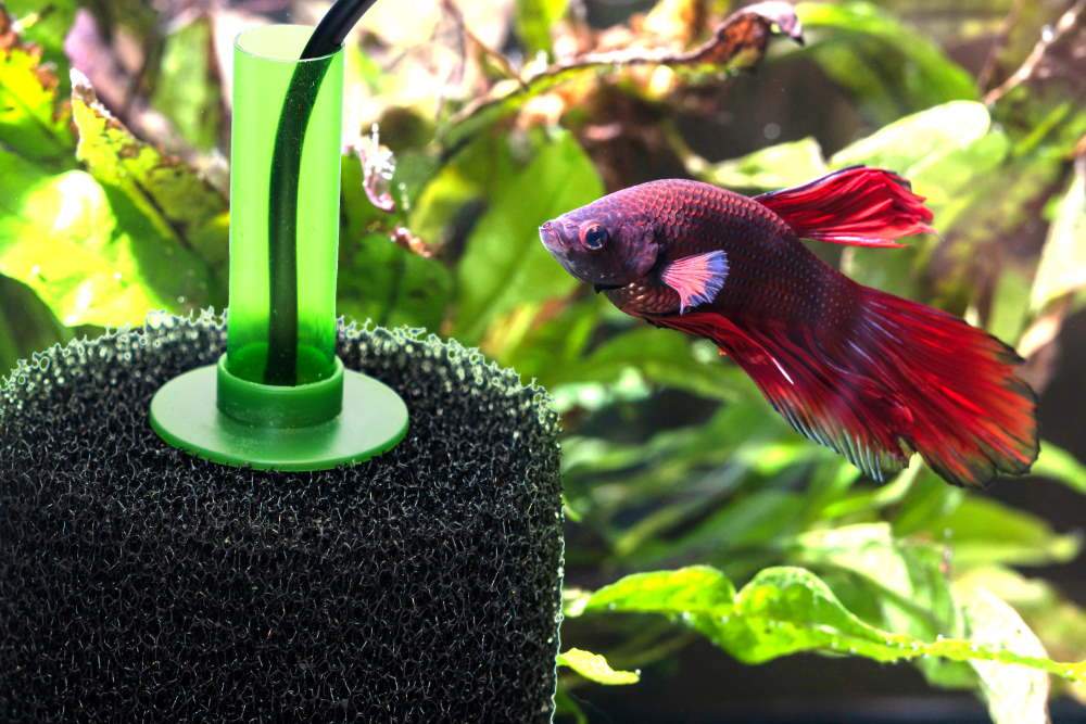 Sponge Filters: The Easiest Fish Tank Filter Ever - Aquarium Co-Op