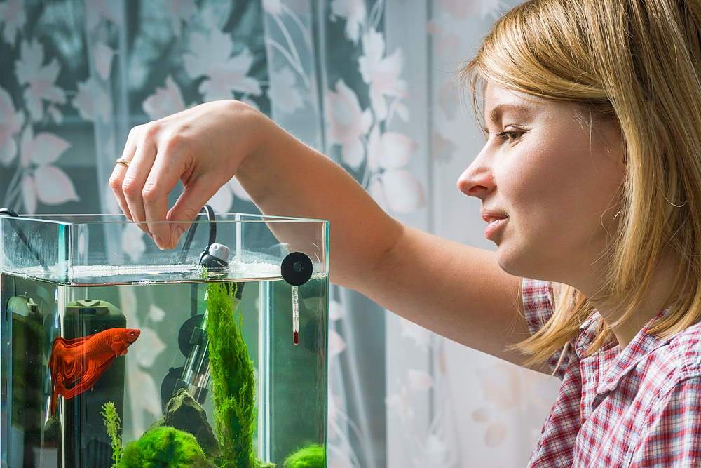 The 5 Best Betta Fish Foods You Need to Try - Aquarium Co-Op