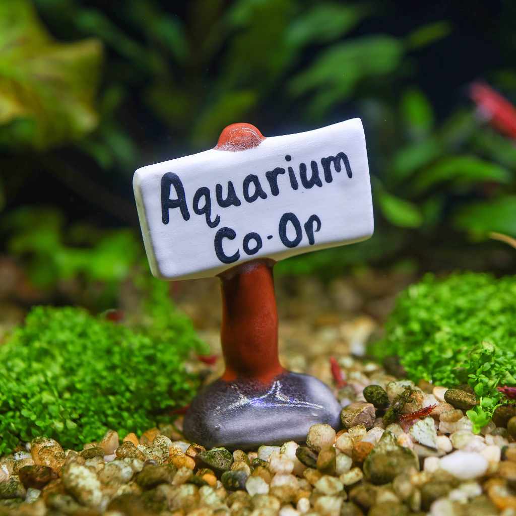 The Best Small Fish for Your Aquarium: A list of Stunning Nano Fish - Aquarium Co-Op