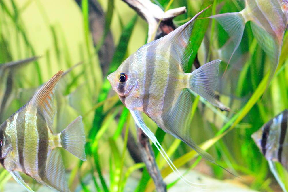 The Easy Guide to the Nitrogen Cycle for Aquariums - Aquarium Co-Op