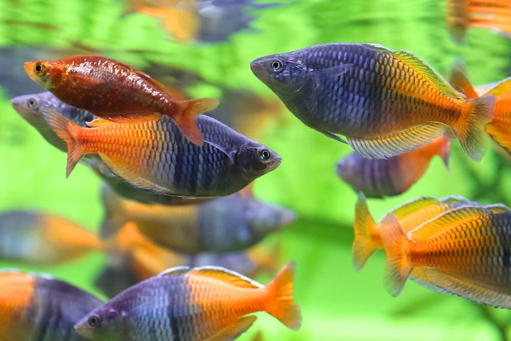 Top 10 Amazing Rainbowfish for Your Next Freshwater Aquarium - Aquarium Co-Op