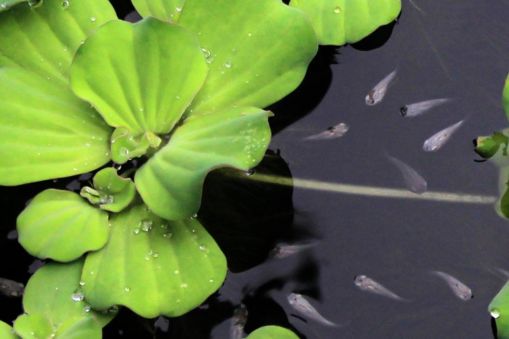 Top 10 Aquarium Plants for Breeding Fish and Raising Fry - Aquarium Co-Op