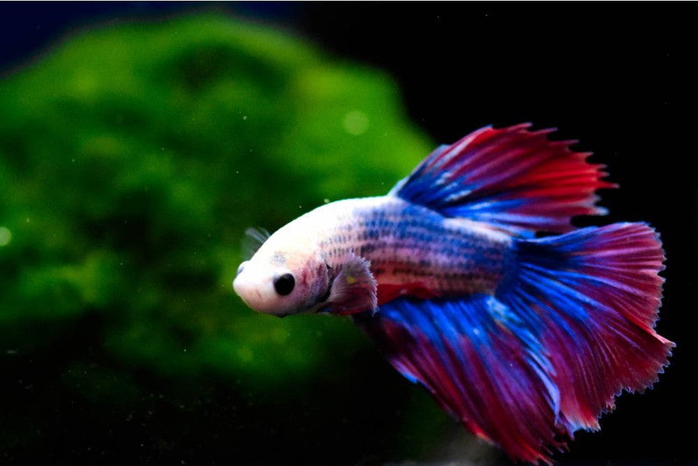 Top 10 Betta Fish Plants for Your Aquarium - Aquarium Co-Op