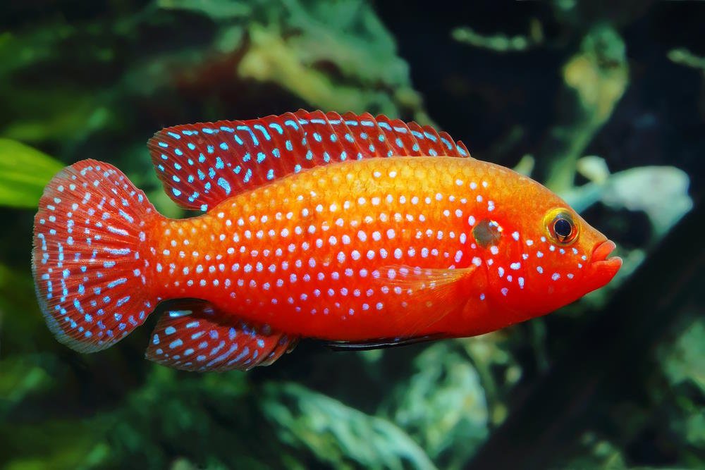 Top 10 Colorful Fish to Brighten Up Your Next Freshwater Aquarium - Aquarium Co-Op