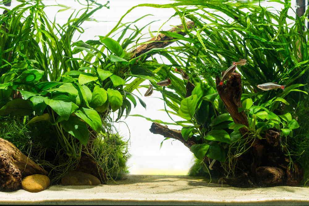 Top 10 Easy Aquarium Plants for Beginners - Aquarium Co-Op