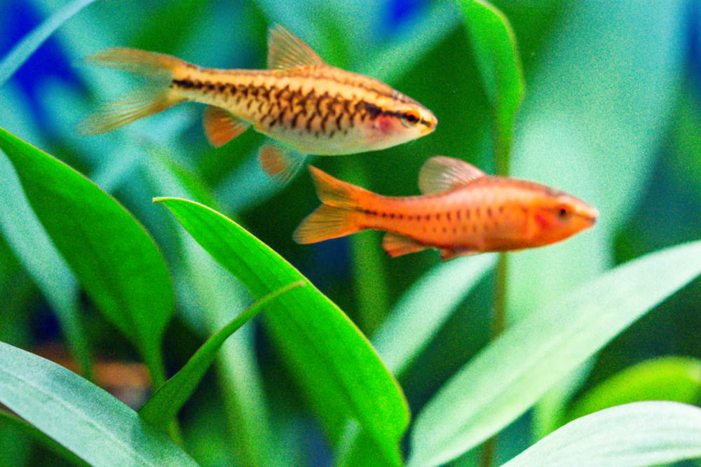Top 10 Easy Fish That Beginners Always Love - Aquarium Co-Op