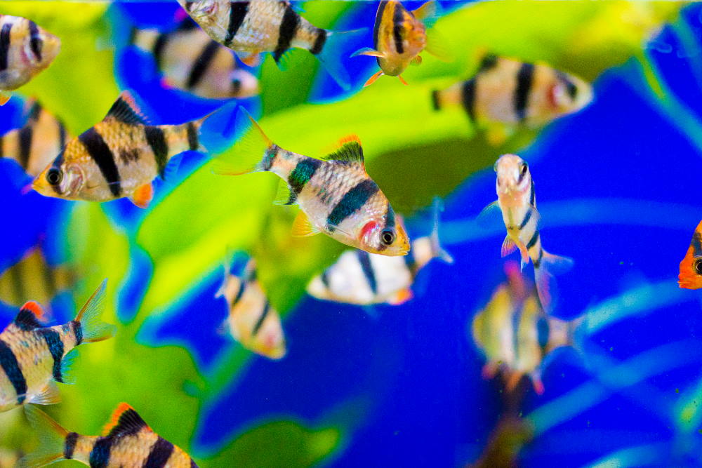 Top 10 Energetic Barbs to Amp Up Your Next Freshwater Aquarium - Aquarium Co-Op