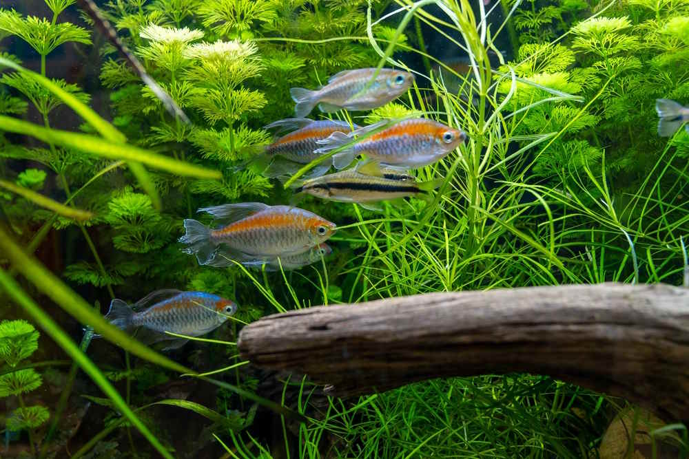Top 10 Fish That Are Perfect for Planted Aquariums - Aquarium Co-Op