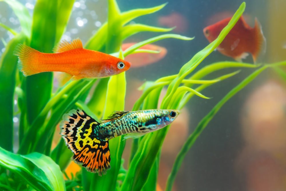 Top 10 Livebearer Fish to Try Breeding in Your Next Aquarium - Aquarium Co-Op