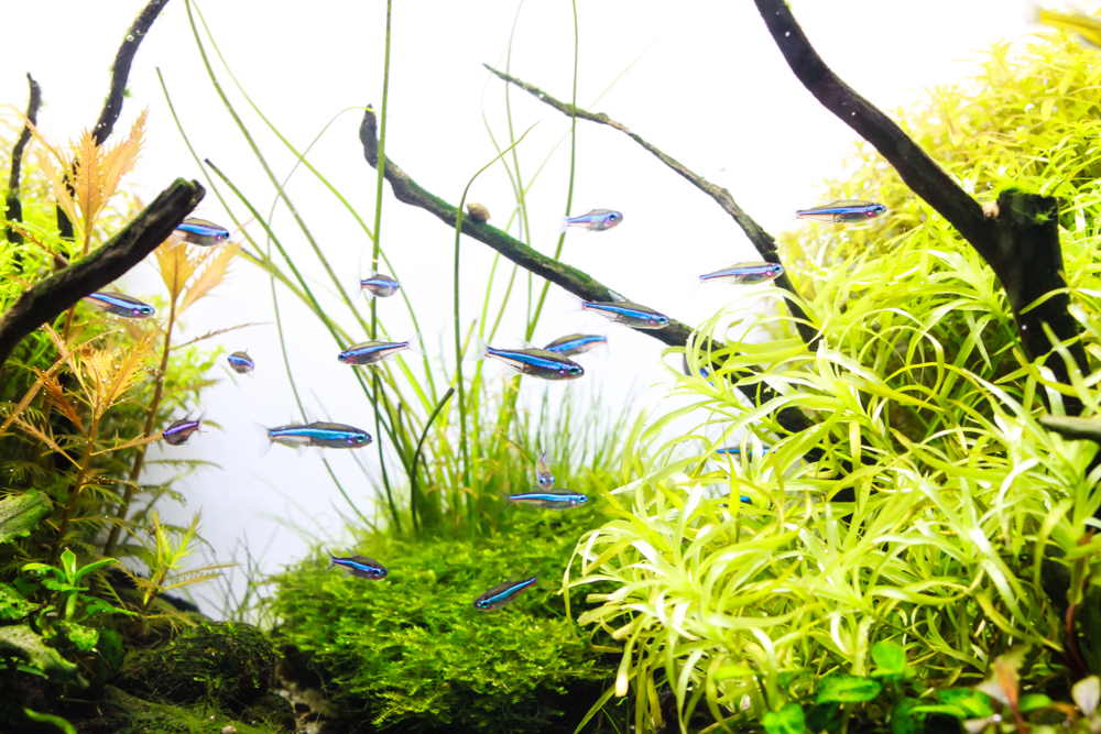 Top 10 Midwater Schooling Fish for Your Next Aquarium - Aquarium Co-Op