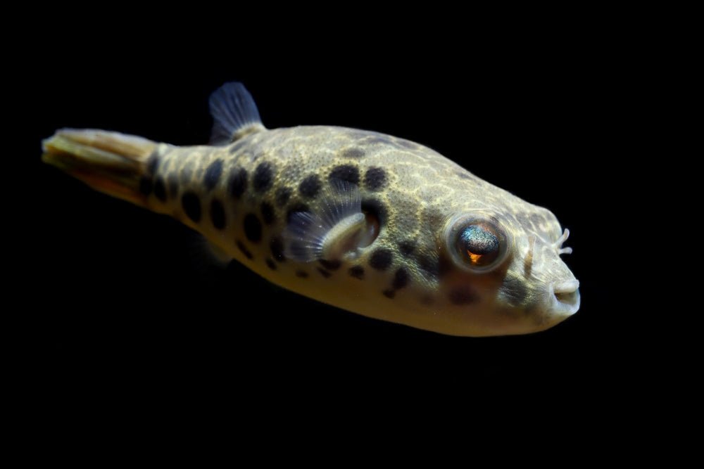 Top 10 Pufferfish You Can Keep in Freshwater and Brackish Aquariums - Aquarium Co-Op