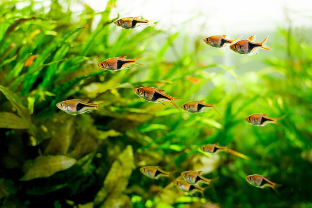 Top 10 Rasboras for Your Next Community Aquarium - Aquarium Co-Op