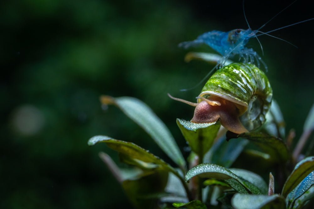 Top 12 Tank Mates to Keep With Cherry Shrimp - Aquarium Co-Op