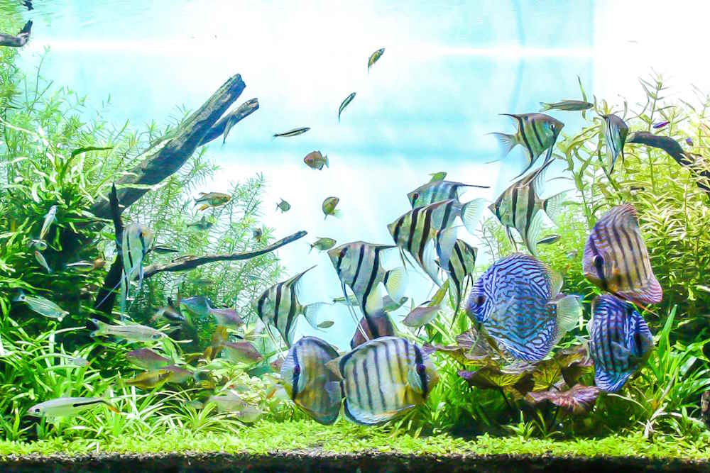 Top 5 Aquarium Fish That Love Soft Water - Aquarium Co-Op