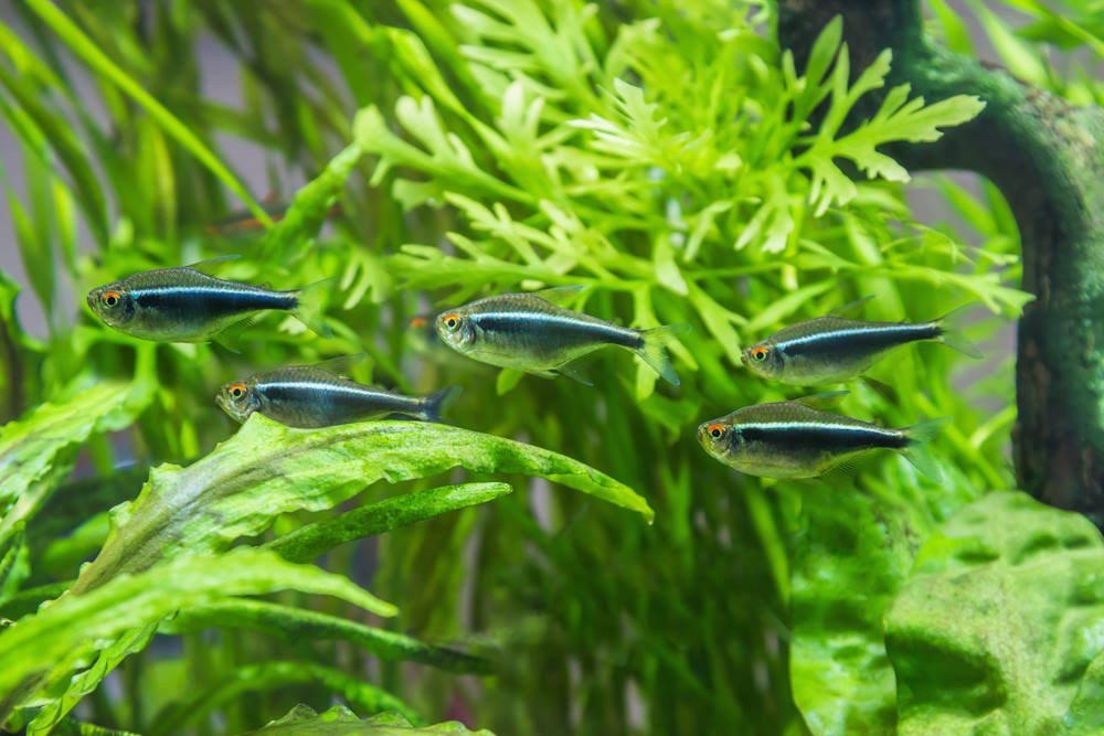 Top 5 Aquarium Fish with Crazy Good Value for Beginners - Aquarium Co-Op