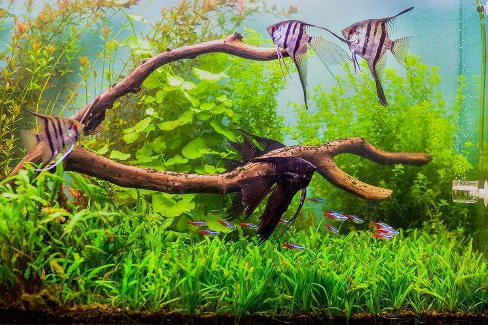 Top 5 Centerpiece Fish for Your Small to Medium Sized Community Aquarium - Aquarium Co-Op