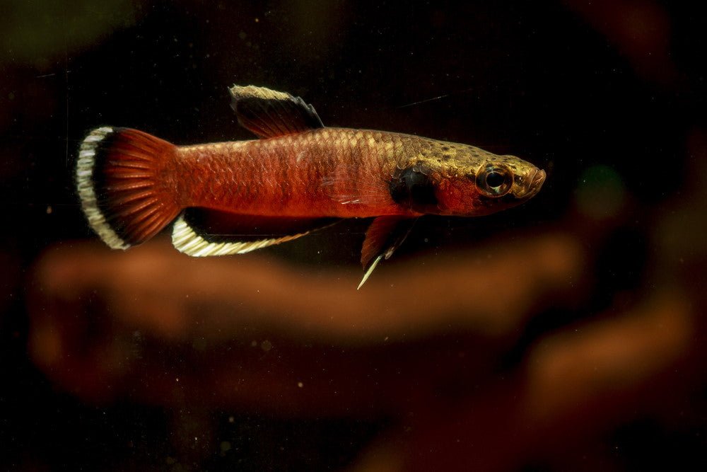 Top 5 Easy Fish Breeding Ideas for Your Next 20-Gallon Aquarium - Aquarium Co-Op