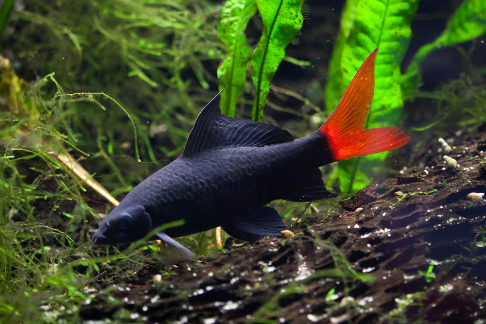 Top 5 Freshwater Sharks for Aquariums (and How Big They Really Get) - Aquarium Co-Op
