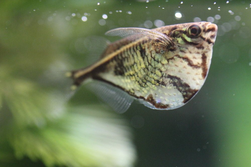 Top 5 Oddball Fish for a 20-Gallon Aquarium - Aquarium Co-Op