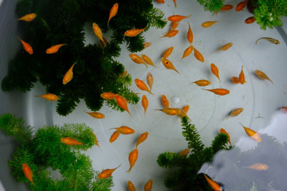 Top 5 Tiny Foods to Feed Baby Fish for Healthy Growth - Aquarium Co-Op