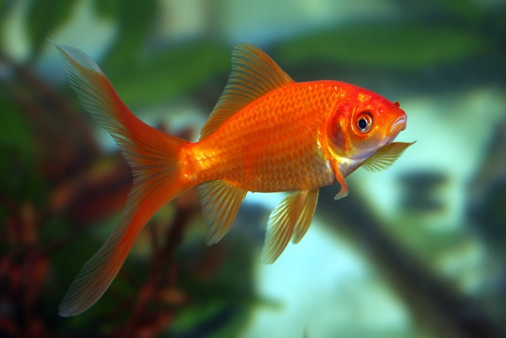 Top 5 Underrated Aquarium Fish for Your Next Community Tank - Aquarium Co-Op