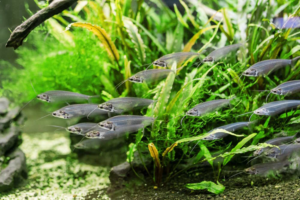Top 7 Oddball Fish for a 30-Gallon Aquarium - Aquarium Co-Op