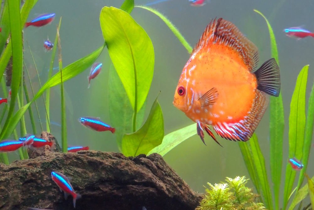 Top 7 Warm Water Fish That Aren’t Afraid of a Little Heat - Aquarium Co-Op
