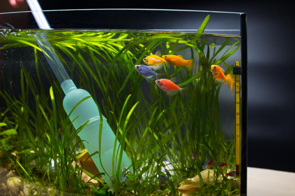 Water Dechlorinator: How It Works and How Much to Use in Aquariums - Aquarium Co-Op