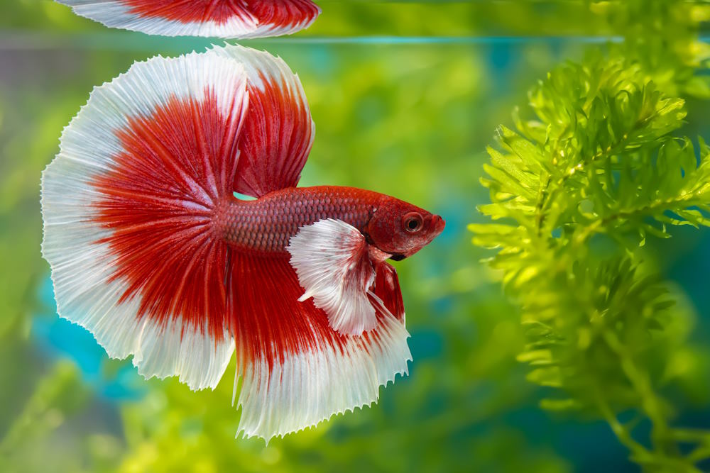 What are the Different Types of Betta Fish? - Aquarium Co-Op