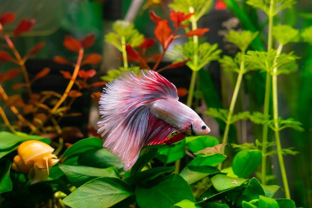 What fish can live in a 10 gallon tank? - Aquarium Co-Op