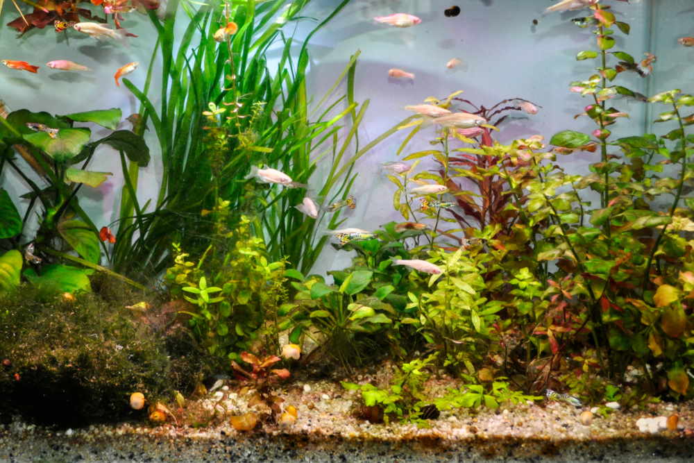 What is Mulm or Detritus in Aquariums? - Aquarium Co-Op