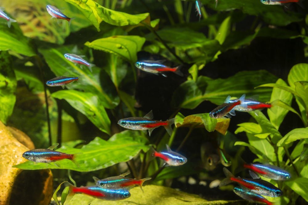 What is Neon Tetra Disease? - Aquarium Co-Op